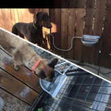 Automatic Water Trough For Livestock & Pets
