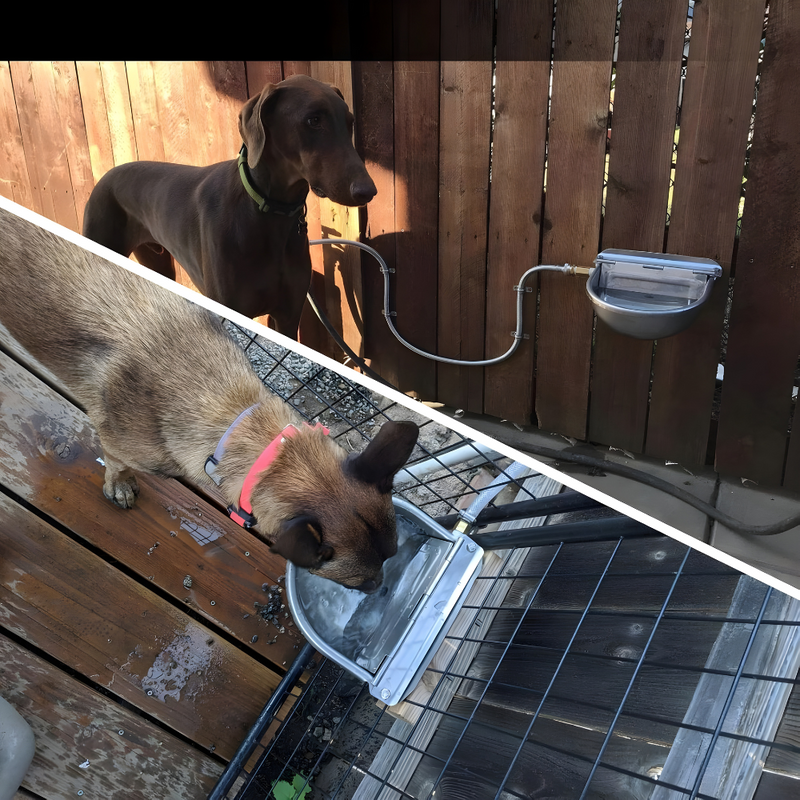 Automatic Water Trough For Livestock & Pets